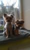 Leo + Cookie, Yorkshire Terriers